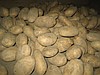 Картофель голландский в мешках по 25 кг. Распространять его будут на...